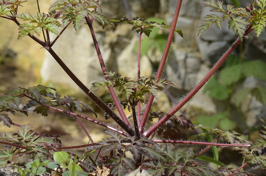 Geranium robertianum / Geranio di San Roberto